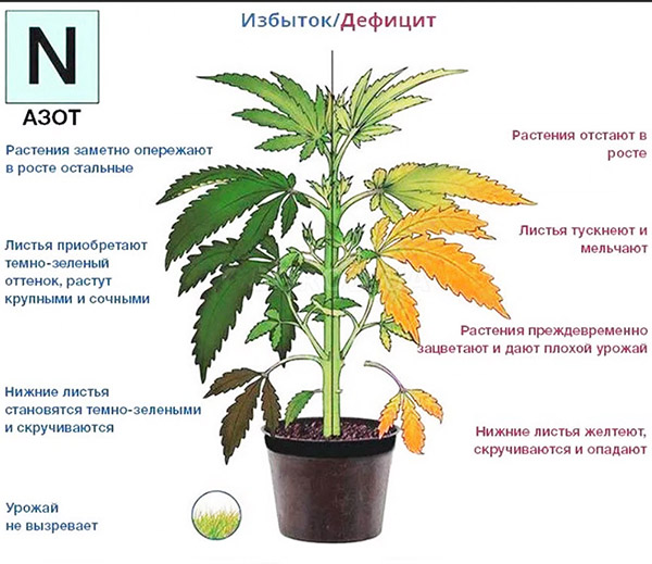 Signes d'excès et de carence en azote chez les plantes