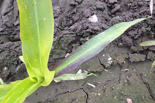 Signe d'un manque de phosphore dans une plante