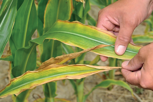 Signe d'un manque de potassium dans les plantes