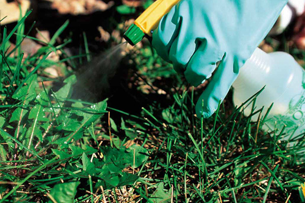 Pulvérisation d'herbicide sur un pissenlit