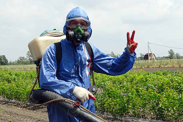 Pulvériser les plantations dans une combinaison de protection