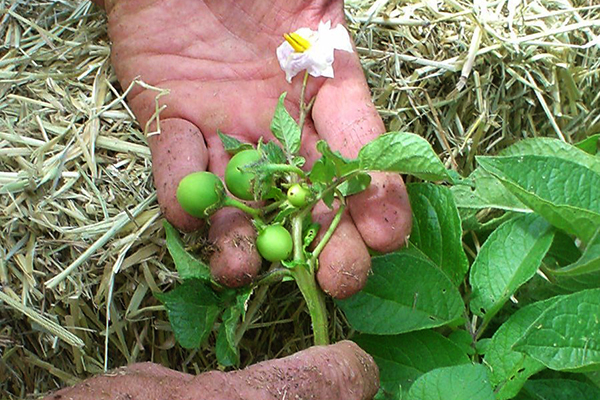 Fleur et ovaires sur pommes de terre