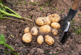 Jeunes tubercules de pomme de terre