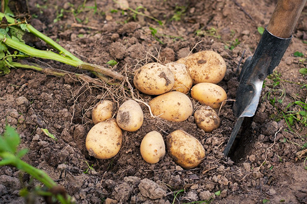 Jeunes tubercules de pomme de terre