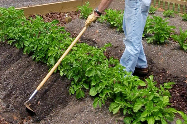 Hilling pommes de terre