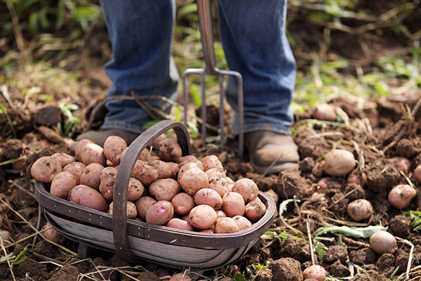 Récolter des pommes de terre précoces