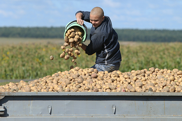 Récolter des pommes de terre tardives