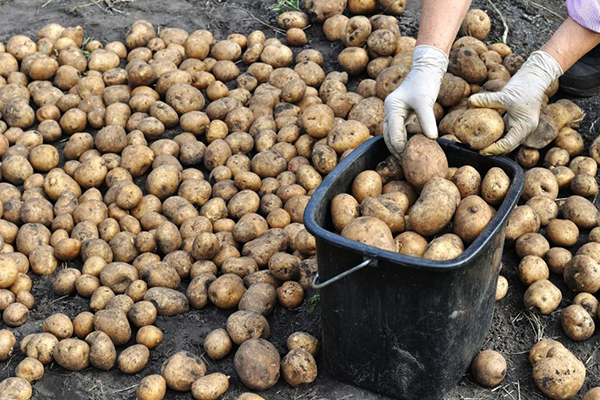 Tri des pommes de terre déterrées