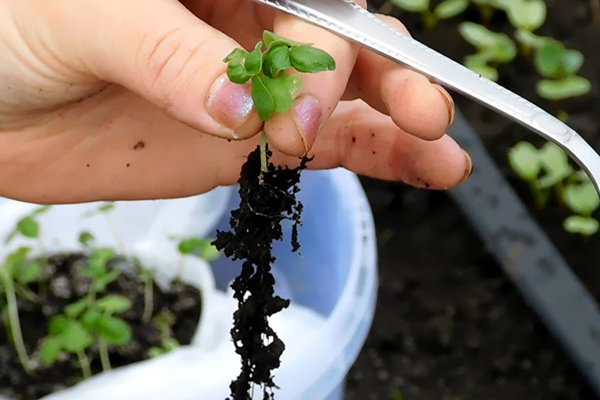 Planter des plants de basilic dans le jardin