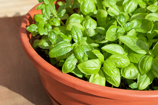 Faire pousser du basilic dans un pot