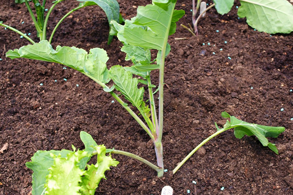 Planter du brocoli dans le jardin