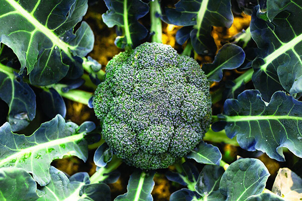 Tête de brocoli