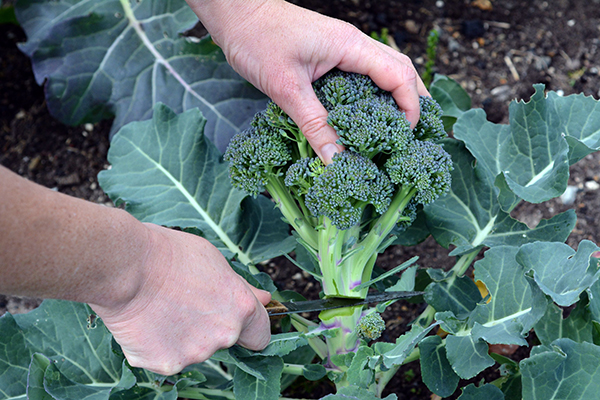 Récolter le brocoli