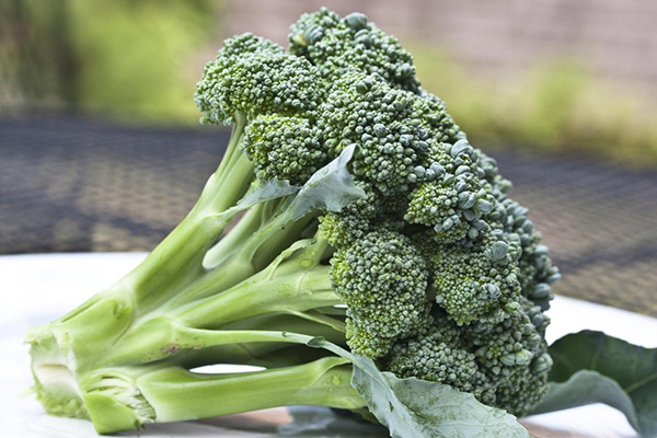 Brocoli frais