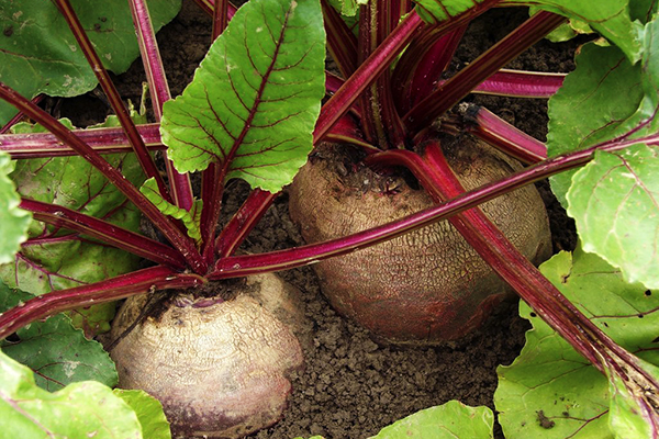 Betteraves mûres dans le jardin