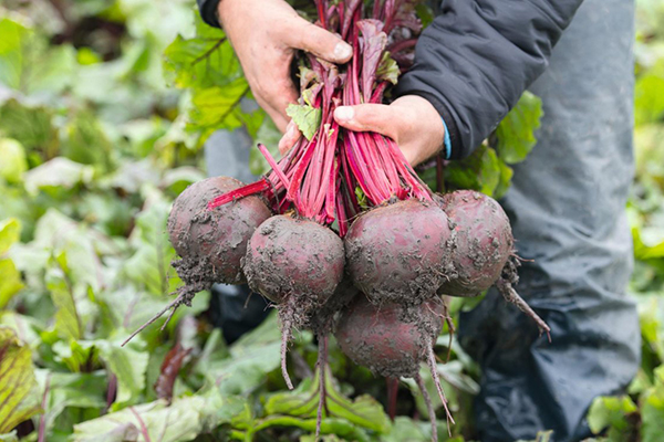 Récolter les betteraves du jardin