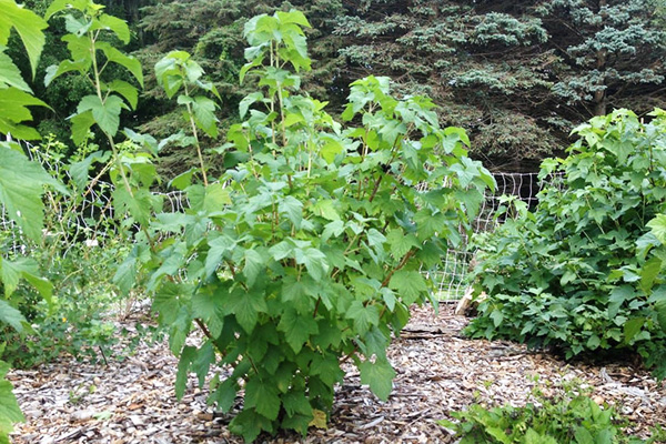 Jeune buisson de cassis