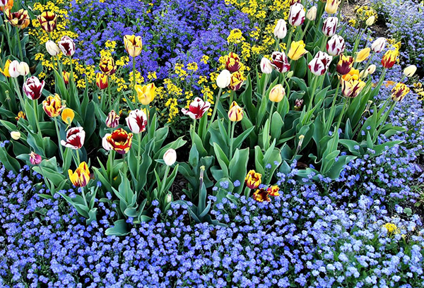 Parterre de fleurs avec des tulipes et des myosotis