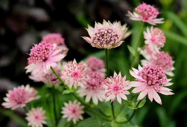 Astrantia (étoile)