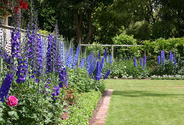 Delphinium