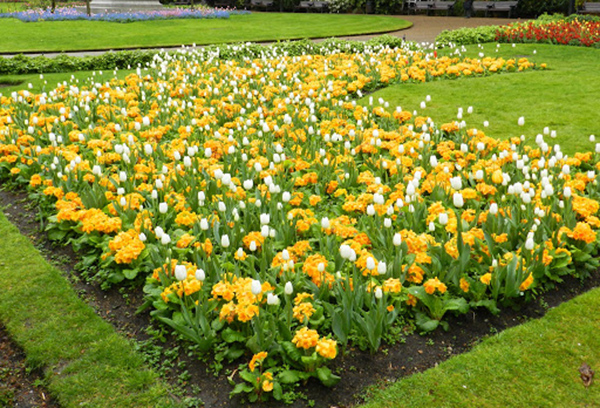 Parterre de fleurs avec primevères vivaces