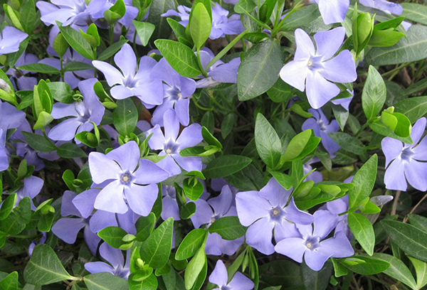 Periwinkle