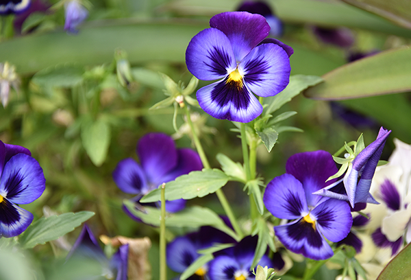 Violettes dans le parterre de fleurs