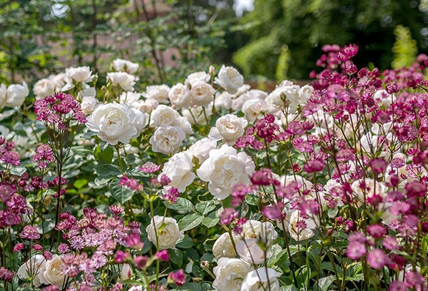 Vivaces à fleurs hautes