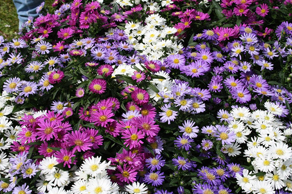 Asters alpins