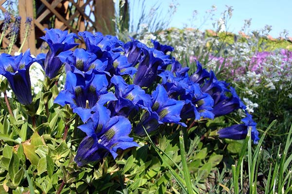 Gentiana