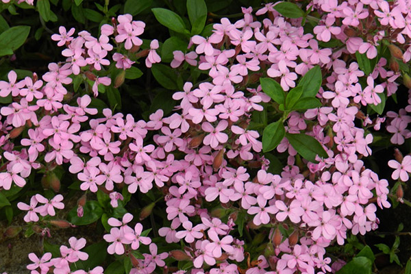 Saponaria (soapwort)