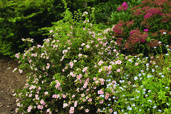 Bush Potentilla en fleurs