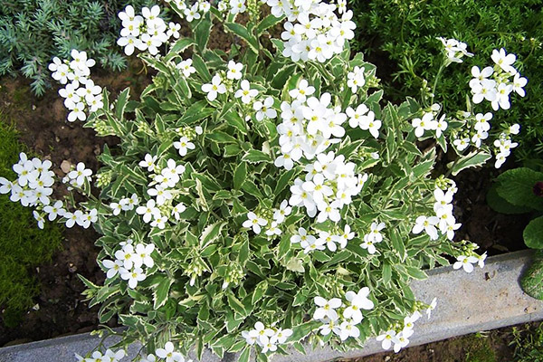 Arabis (rezuha)