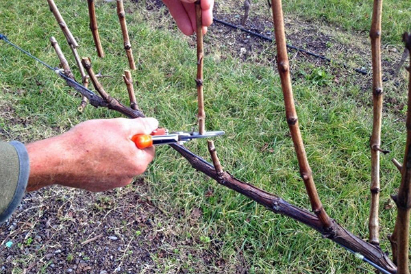 Taille de la vigne