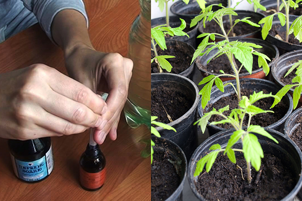 Top vinaigrette de plants de tomates à l'iode