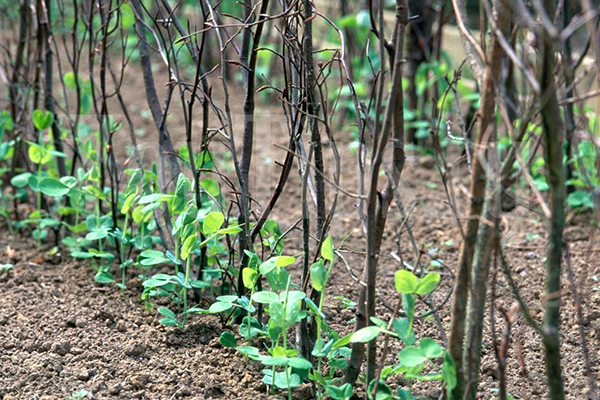 Piquets de jarretière de pois