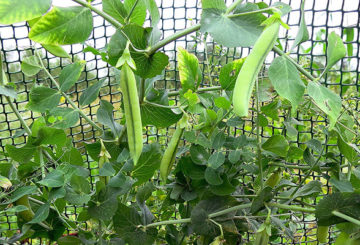 Petits pois sur la grille