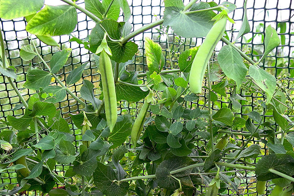 Petits pois sur la grille