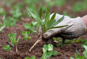 Mauvaises herbes dans le jardin