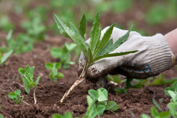 Mauvaises herbes dans le jardin