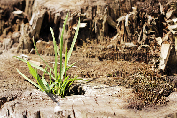 Herbe de blé rampante