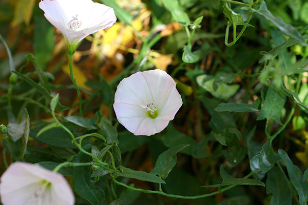 Bèo tấm