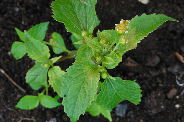 Américain (Galinsoga à petites fleurs)