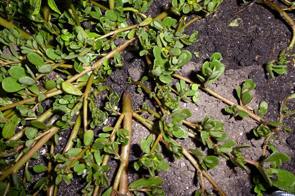 Garden vílane (Bồ công anh)