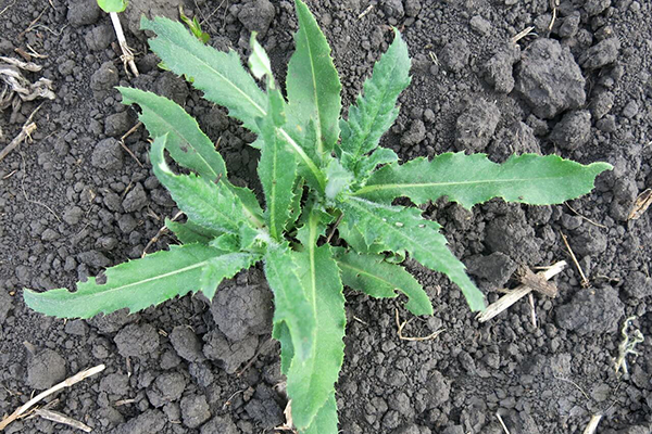 Field thistle (cây kế hồng)