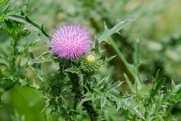 Cây kế thistle