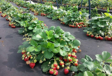 Fraises sur matériau de couverture noir