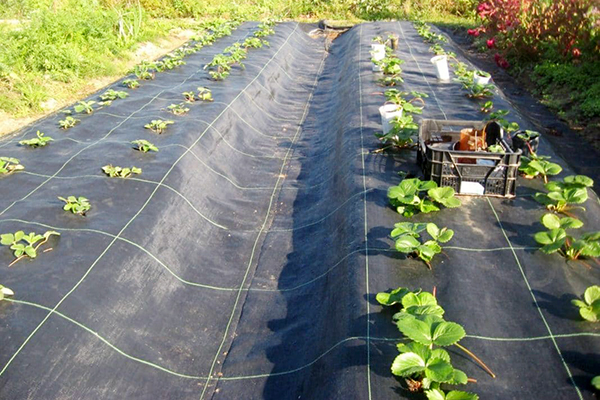 Planter des fraises sur un matériau de couverture