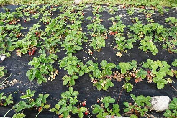 Fraises sur lutrasil noir