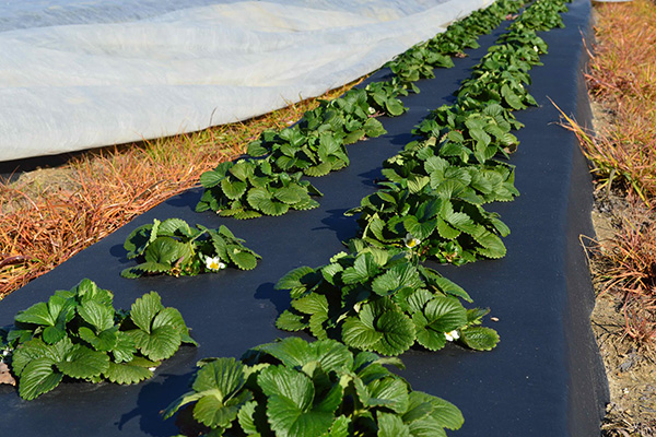 Pailler les fraises avec une feuille noire